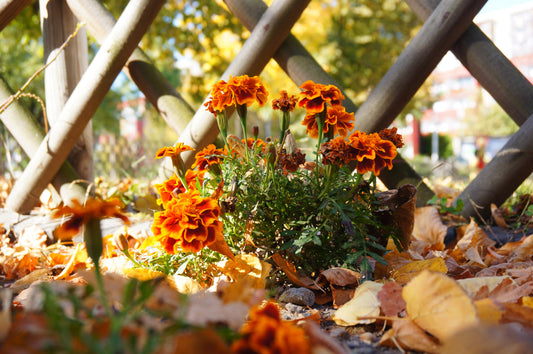 Cosa si può fare in giardino ad agosto?