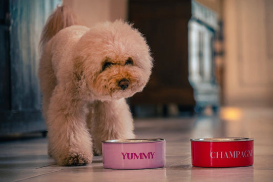 Casa pet friendly: arredamento, accessori e dolcetti per cani e gatti