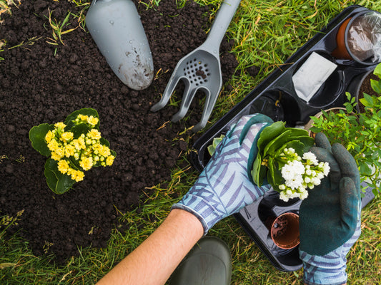 Cosa Piantare in Giardino in Estate?